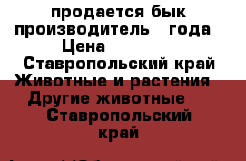 продается бык-производитель 2 года › Цена ­ 55 000 - Ставропольский край Животные и растения » Другие животные   . Ставропольский край